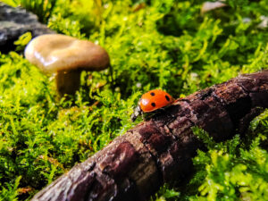 Sample shot of HONOR 70 5G using the macro capability of the dual main camera